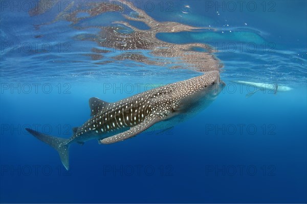 Whale Shark (Rhincodon typus)