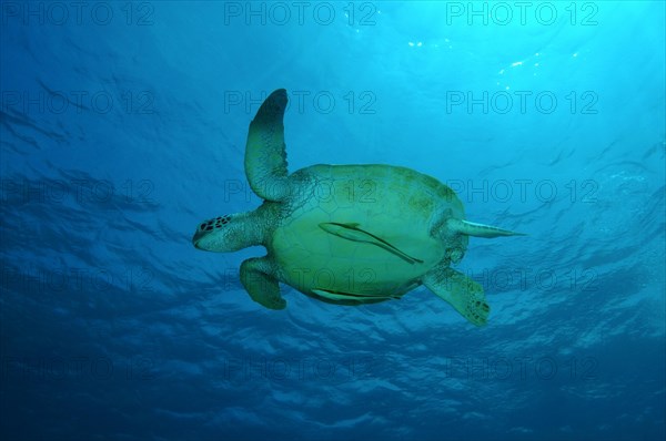 Green Sea Turtle