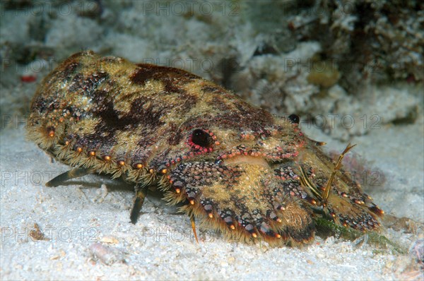 Sculptured Slipper Lobster