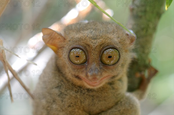 Philippine Tarsier (Carlito syrichta)