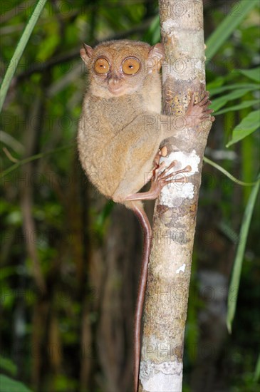 Philippine Tarsier (Carlito syrichta)