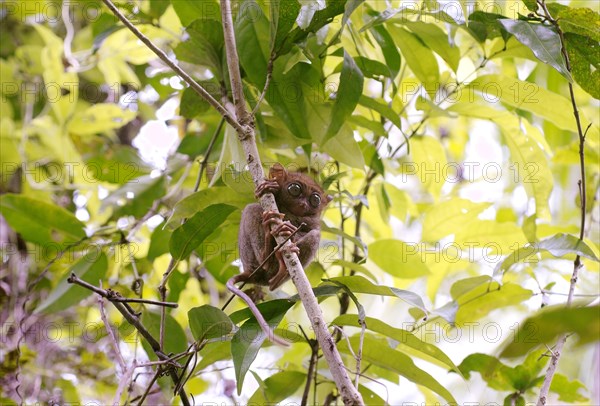 Philippine Tarsier (Carlito syrichta) sitting in a tree