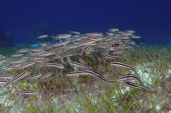 Striped Eel Catfish (Plotosus lineatus)