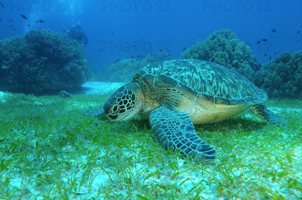 Green Sea Turtle (Chelonia mydas)