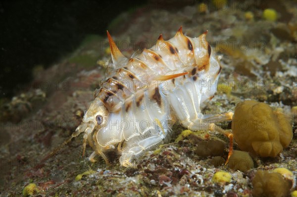 Acanthogammarus (Acanthogammarus lappaceus)