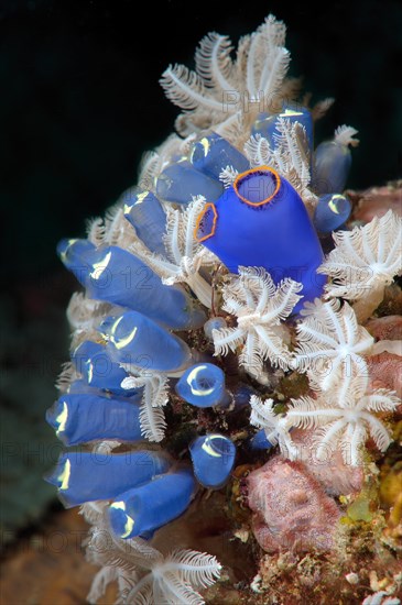 Blue Tunicate Sea Squirt or Stalked Ascidian (Clavelina robusta)