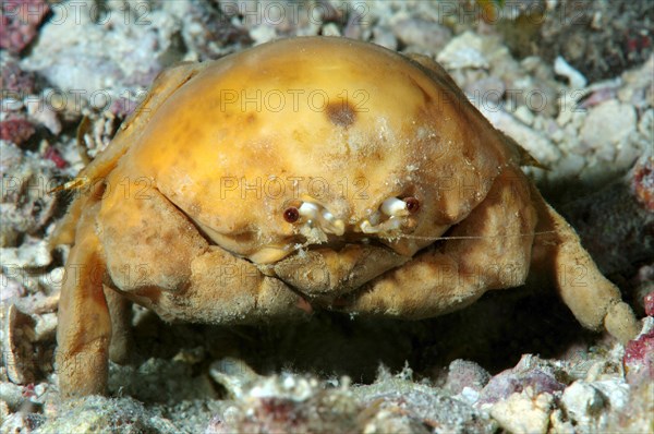 Sponge Carry Crab