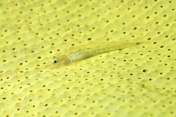 Large Whip Goby or White-line Seawhip Goby (Bryaninops amplus)