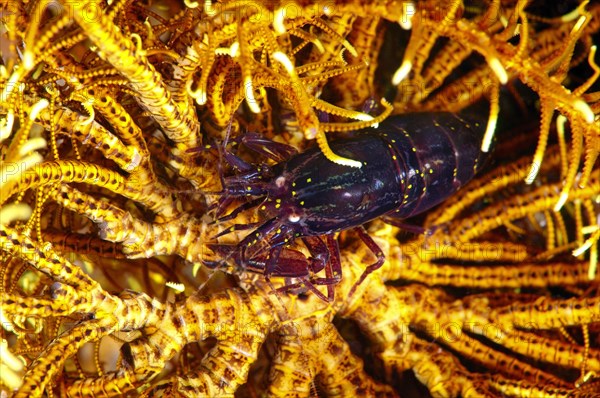 Stimpson's Snapping Shrimp or Crinoid Snapping Shrimp (Synalpheus stimpsoni)