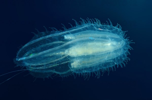 Northern Comb Jellies (Bolinopsis infundibulum)