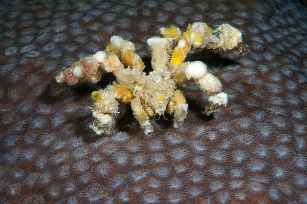 Spider Decorator Crab (Camposcia retusa)