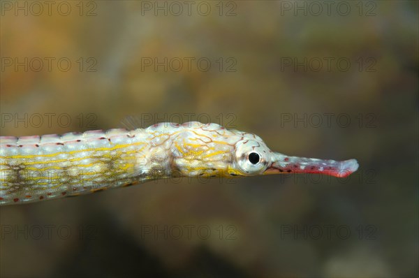 Scribbled Pipefish