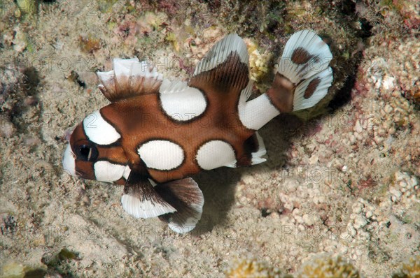 Juvenile Harlequin Sweetlips (Plectorhinchus chaetodonoides)