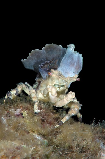 Corallimorph Decorator Crab (Cyclocoeloma tuberculata) with sea anemones on the back