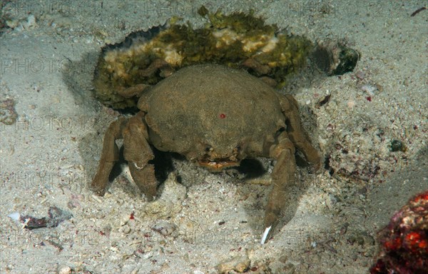 Sponge Crab (Lauridromia dehaani)