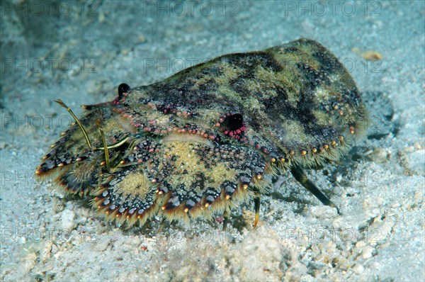 Sea Cockroach (Parribacus antarcticus)