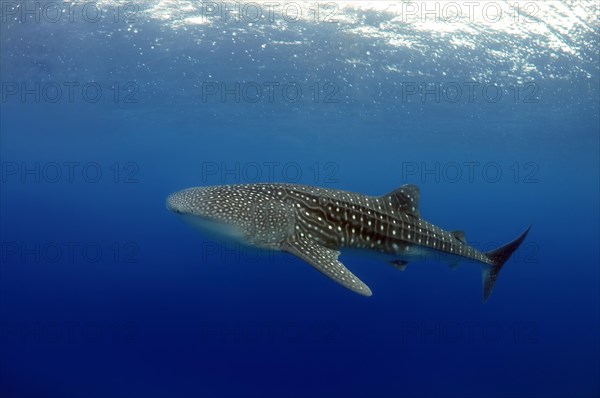 Whale Shark (Rhincodon typus)