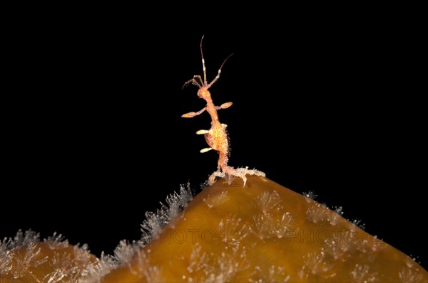 Twospine Skeleton Shrimp (Caprella bispinosa)