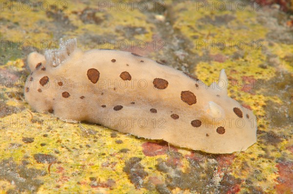 Nudibranch or Sea Slug (Diaulula sandiegensis)