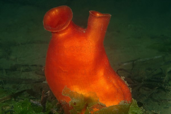 Sea Peach (Halocynthia aurantium)