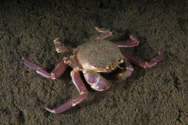 Samurai crab or granulated mask crab (Paradorippe granulata)