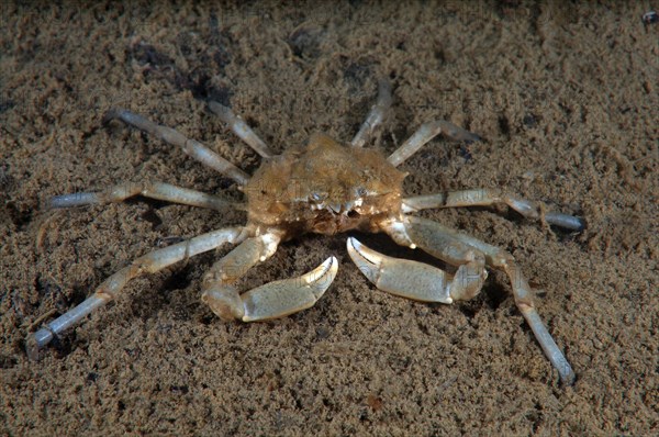 Spider Crab (Pugettia quadridens)