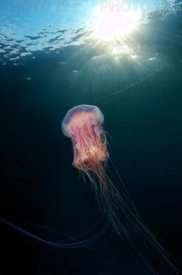 Lion's Mane Jellyfish (Cyanea capillata)