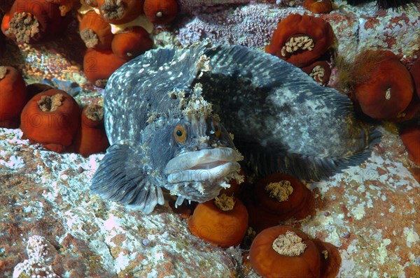 Japanese Warbonnet or Fringed Blenny (Chirolophis japonicus)