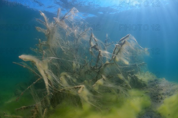 Flooded trees covered with green algae