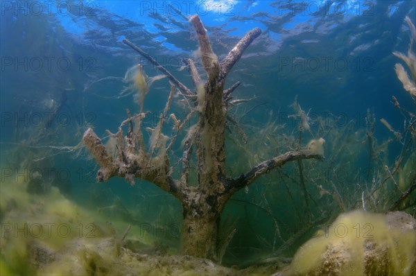 Flooded trees covered with green algae