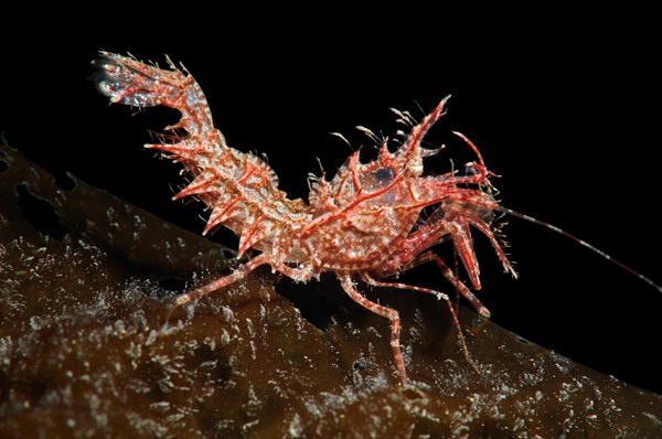 Sharps Shrimp (Rhynocrangon sharpi)