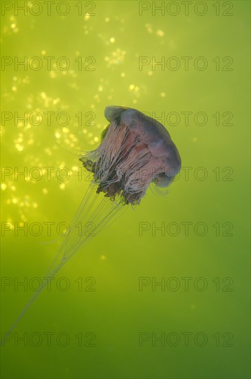 Lion's mane jellyfish (Cyanea capillata)