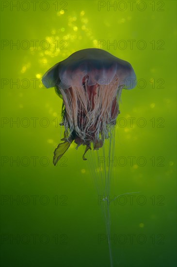 Lion's mane jellyfish (Cyanea capillata)