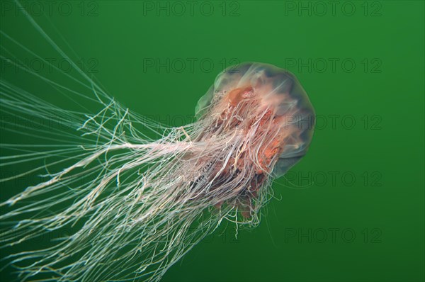 Lion's Mane Jellyfish (Cyanea capillata)