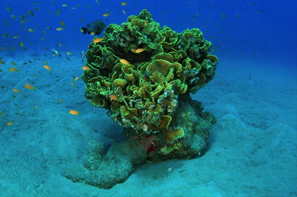 Single coral on a sandy bottom