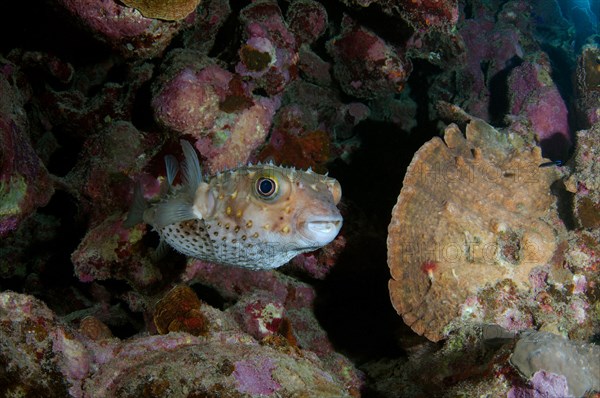 Birdbeak Burrfish (Cyclichthys orbicularis) near coral reef