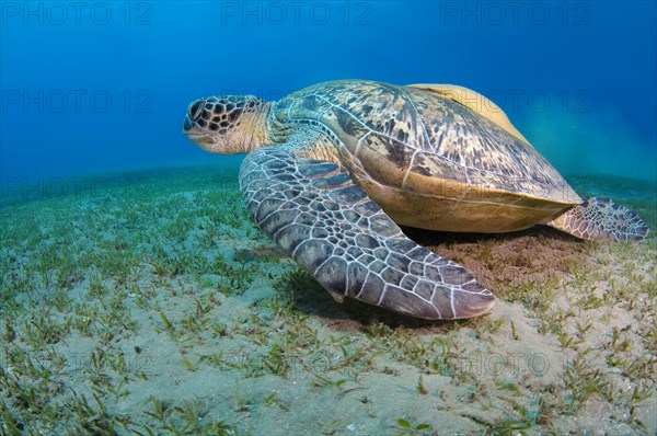 Green Sea Turtle (Chelonia mydas)