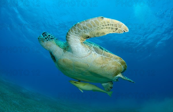 Green Sea TurtleÂ (Chelonia mydas) floating up into the blue water