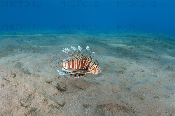 Common LionfishÂ orÂ Devil FirefishÂ (Pterois miles)