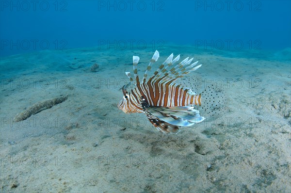 Common LionfishÂ orÂ Devil FirefishÂ (Pterois miles) swimming over the sandy bottom