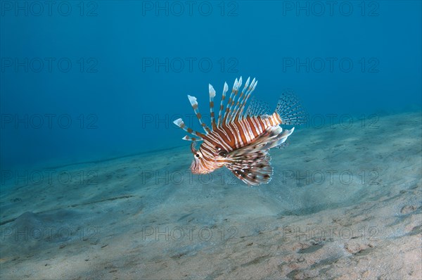 Common LionfishÂ orÂ Devil FirefishÂ (Pterois miles)