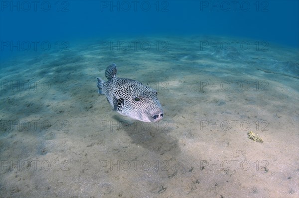 Stellate Puffer (Arothron stellatus)