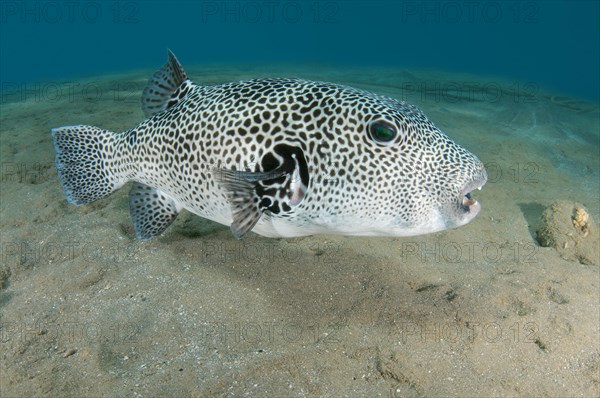 Stellate Puffer