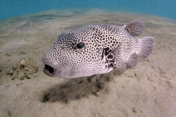 Stellate Puffer (Arothron stellatus)