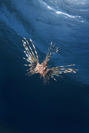 Common LionfishÂ orÂ Devil FirefishÂ (Pterois miles)