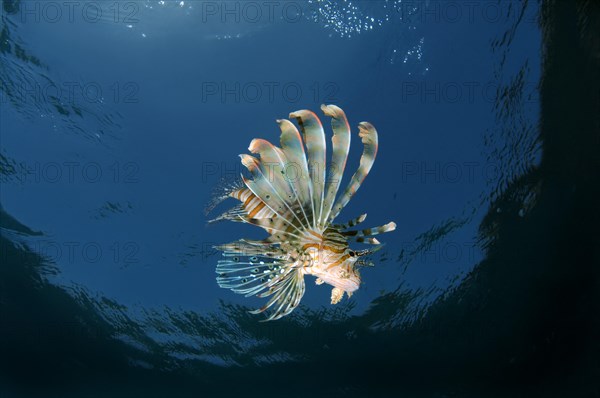 Common Lionfish or Devil FirefishÂ (Pterois miles)