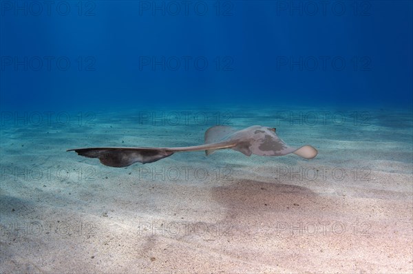 Cowtail Stingray