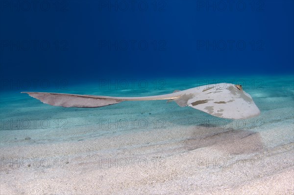 Cowtail Stingray (Pastinachus sephen) above sandy bottom