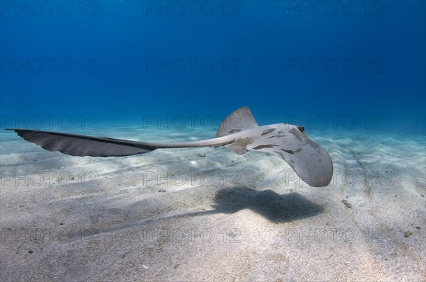 Cowtail Stingray (Pastinachus sephen) swims over a sandy bottom