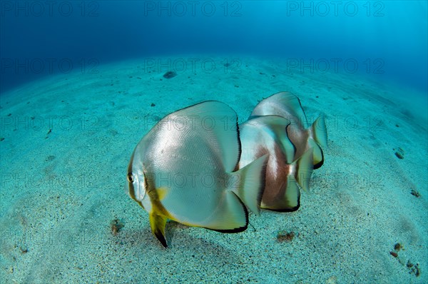 Orbicular Batfishes (Platax orbicularis) on the sandy bottom